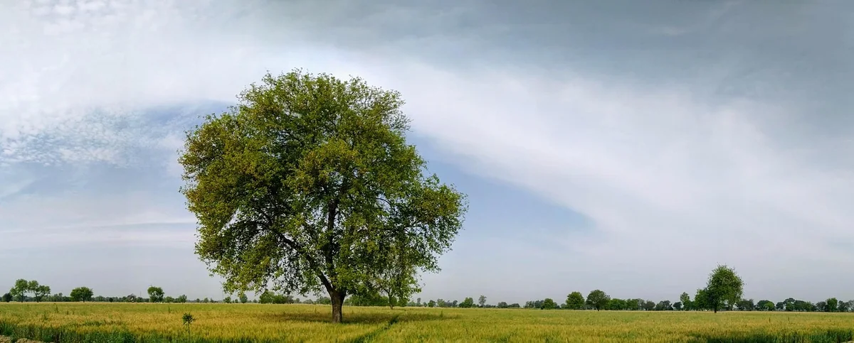 Quel type de vis choisir selon vos travaux de bricolage en 2026 ?