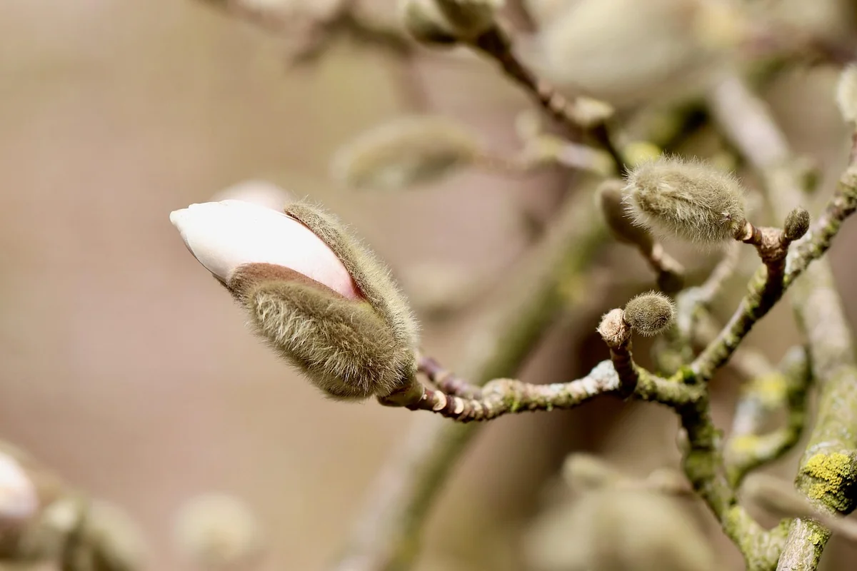 Choisir les bons arbustes : la fin des idées reçues
